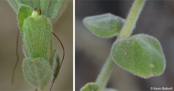 Barleria soutpansbergensis showing hairy leaves and stems