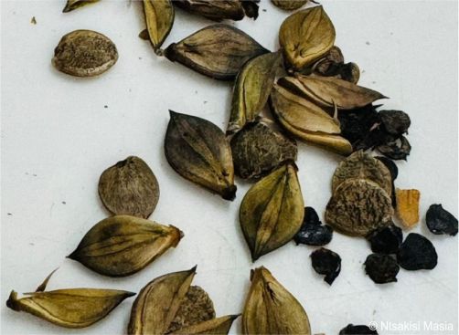 Seeds and capsules of Barleria soutpansbergensis 