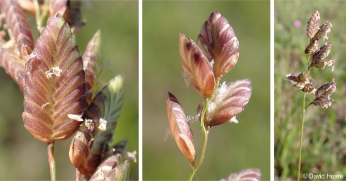 Eragrostis capensis inflorescence and spikelets