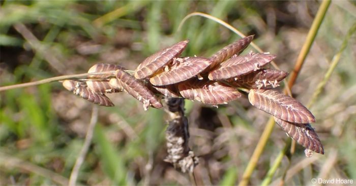 Eragrostis capensis inflorescence 