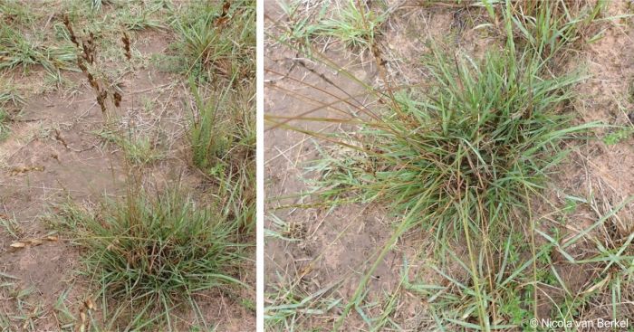 Eragrostis capensis plant in habitat