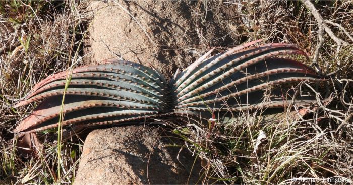 Aloe suprafoliata, leaves stacked on top of each other like pages of an open book. 