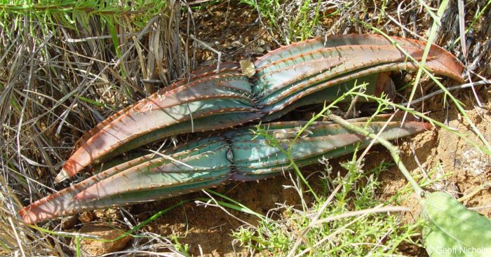 Aloe suprafoliata, two juvenile plants showing distichous leaf arrangement