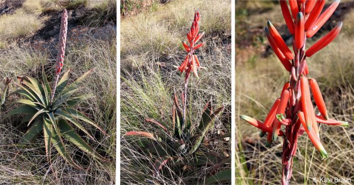 Aloe suprafoliata, in bud and in flower in habitat