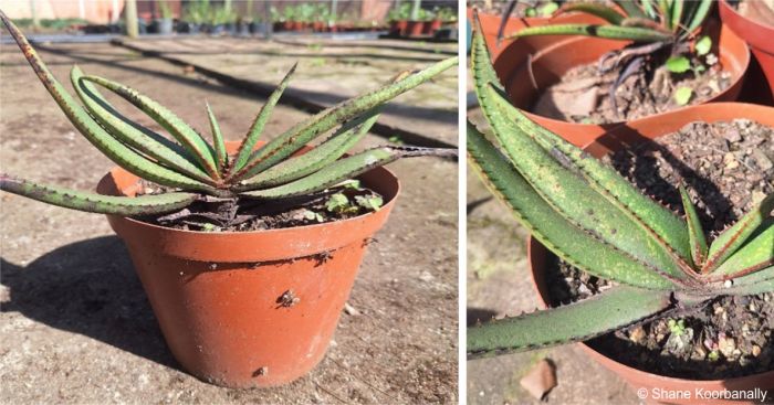 Aloe suprafoliata, seedling in the nursery