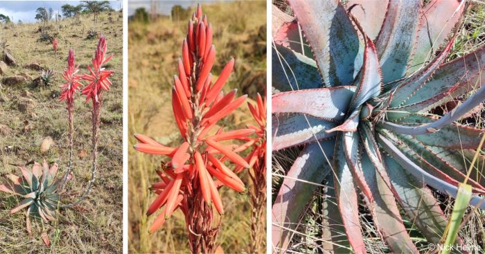 Aloe suprafoliata, in flower in habitat and a close-up of the rosette