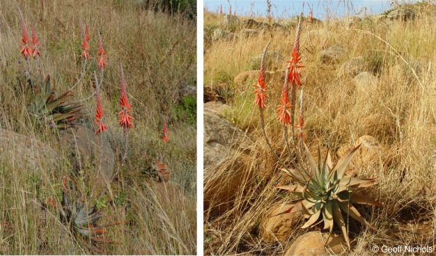 Aloe suprafoliata, in flower in habitat 