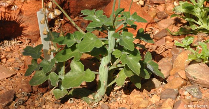 Baculellum articulatum 