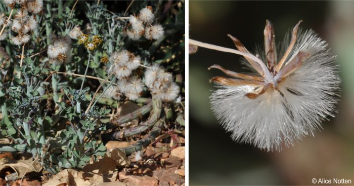 Baculellum articulatum in fruit