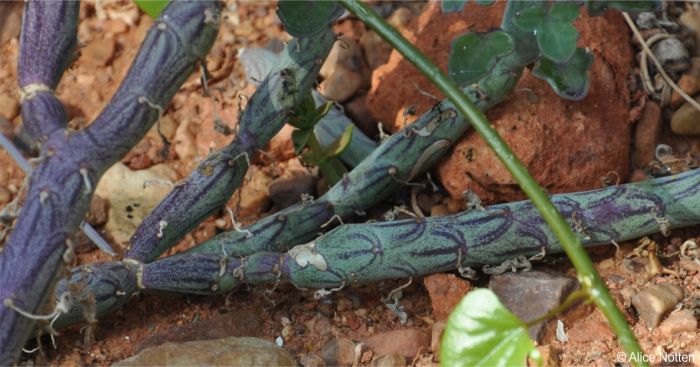 Thick cylindrical succulent stems with purple markings