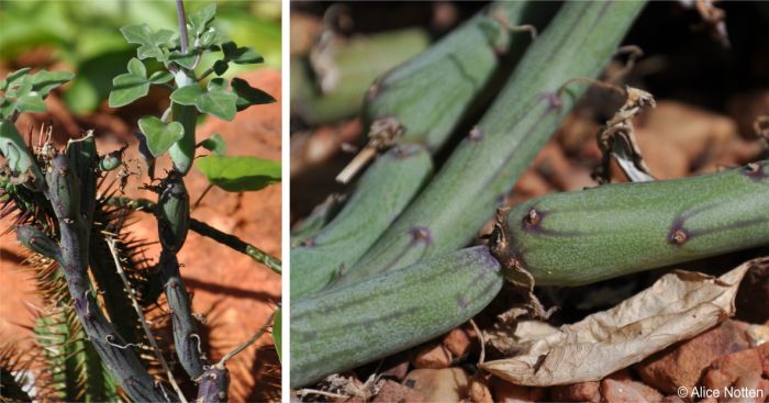 Jointed or articulated succulent stems