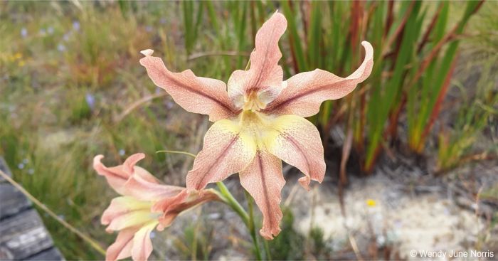 Gladiolus liliaceus