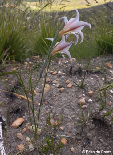 A Gladiolus liliaceus plant in habitat