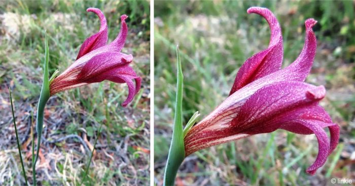 A Gladiolus liliaceus with purplish flowers