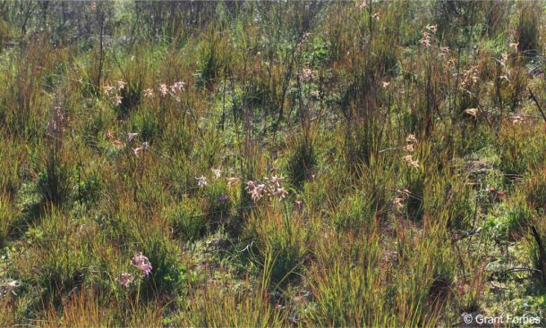 Gladiolus liliaceus in habitat