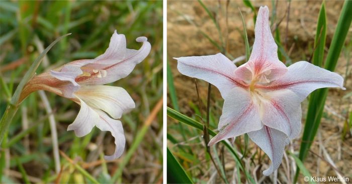 A pale pinkish Gladiolus liliaceus flower