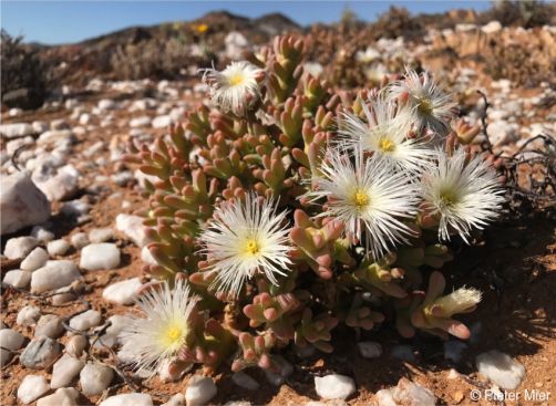 Mesembryanthemum amplectens in flower in habitat 