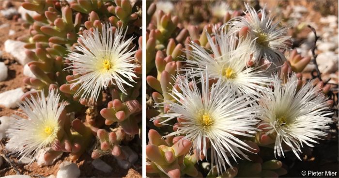 Flowers of Mesembryanthemum amplectens