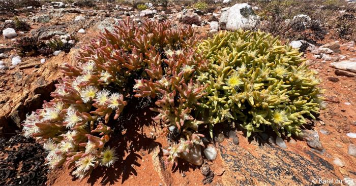 Mesembryanthemum amplectens in flower in habitat 