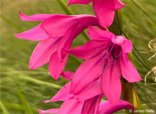 Watsonia lepida