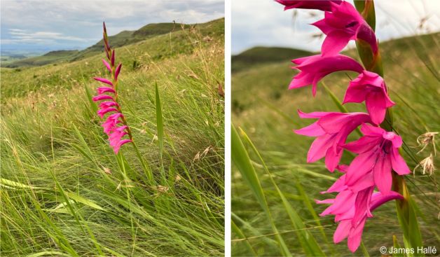 Watsonia lepida in habitat, KwaZulu-Natal