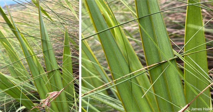 Watsonia lepida leaves, showing prominent midrib and thickened margins