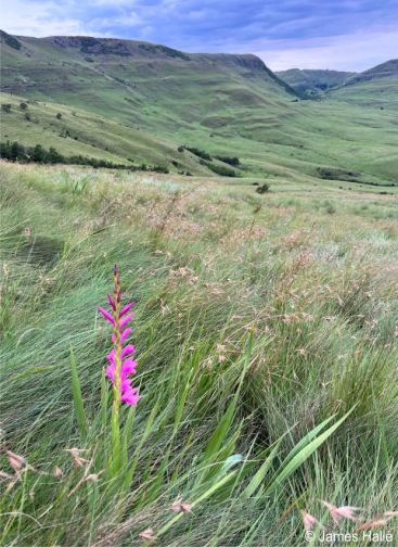 Watsonia lepida in habitat, KwaZulu-Natal