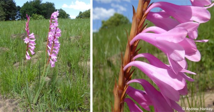 Watsonia lepida in flower