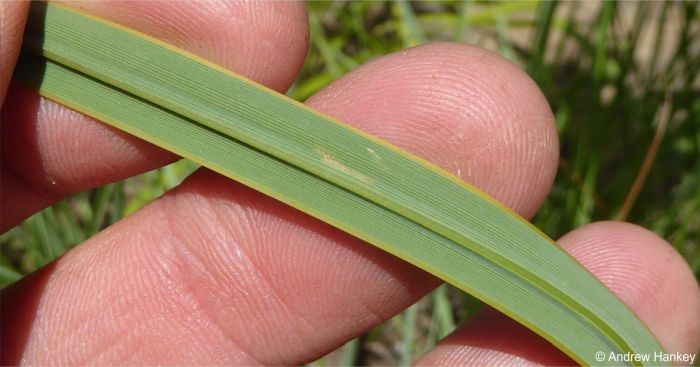 Close up of Watsonia lepida leaf, showing prominent midrib and thickened margins