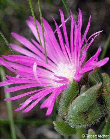 Delosperma sutherlandii 