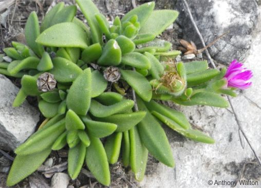 Delosperma sutherlandii plant with mature fruits