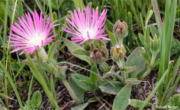 Delosperma sutherlandii in flower and with developing fruits