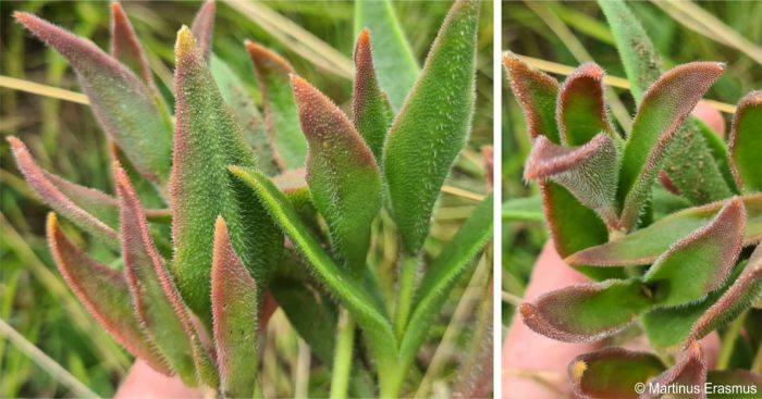 Delosperma sutherlandii leaves, showing red margins and tips