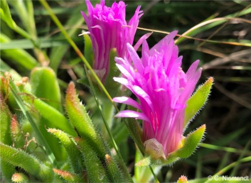 Delosperma sutherlandii leaves and flowers