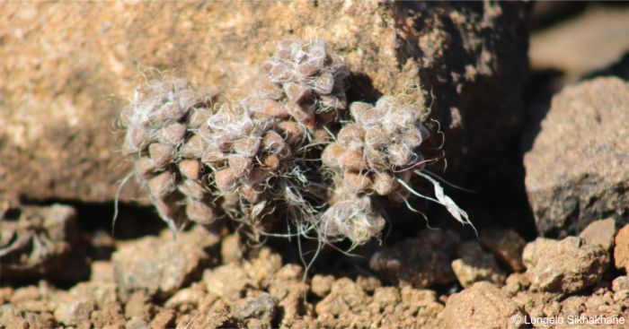 Anacampseros filamentosa subsp. filamentosa