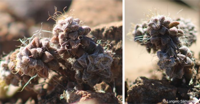 Anacampseros filamentosa subsp. filamentosa showing leaves and cobweb-like hairs