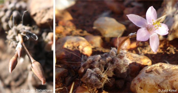 Anacampseros filamentosa subsp. filamentosa with flower buds (left) and an open flower (right)