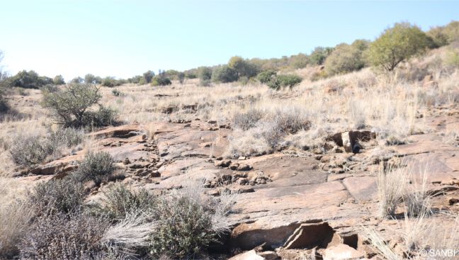 Karroid shrubland, typical habitat of Anacampseros filamentosa subsp. filamentosa