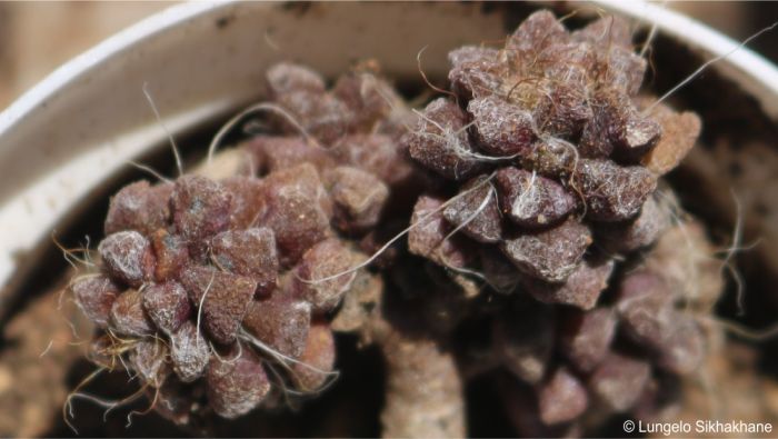 Close-up of an Anacampseros filamentosa subsp. filamentosa plant in cultivation in the nursery