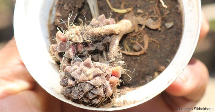 Anacampseros filamentosa subsp. filamentosa plant in a pot in the nursery