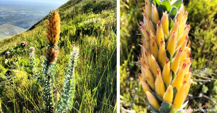 Mimetes pauciflorus in flower in habitat