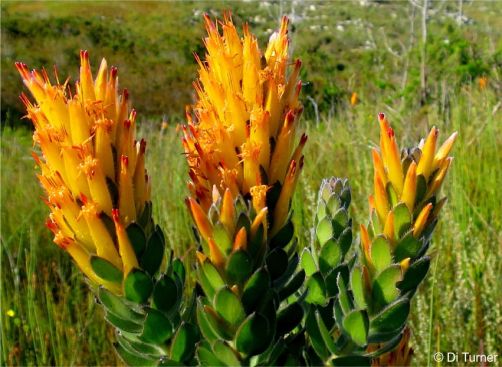 Mimetes pauciflorus in flower in habitat