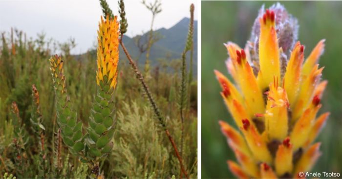 Mimetes pauciflorus in flower in habitat