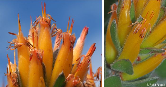 Mimetes pauciflorus headlets and flowers