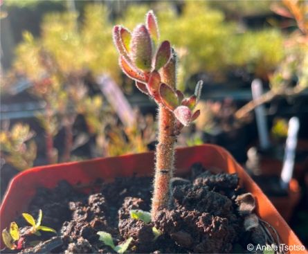 Mimetes pauciflorus rooted cutting