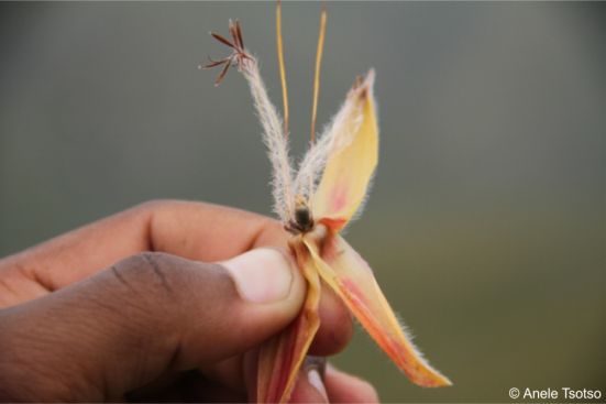 Remains of single flower in a headlet