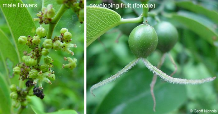 Chaetachme aristata male flowers, left, and a developing fruit from a female flower, right.