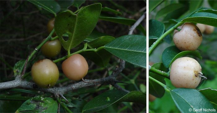 Chaetachme aristata fruits is a thin-fleshed drupe