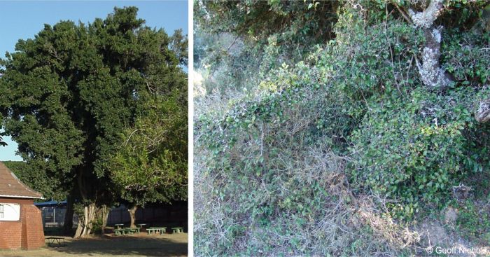 Chaetachme aristata is a medium to large tree or a sprawling, bushy shrub