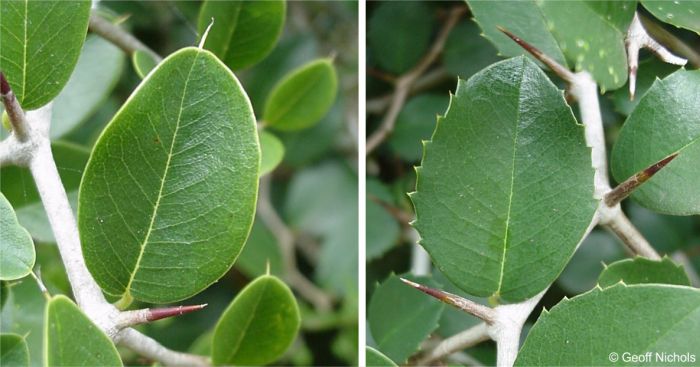 Chaetachme aristata is named for its bristle-tipped leaves